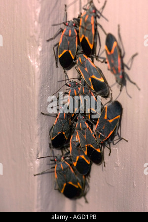 Box Elder Fehler Schwarm an der Seite meines Hauses während einer der ersten warmen Tage im April Stockfoto