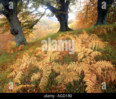 GB - Schottland: Herbst Bäume & Farne in Tayside Stockfoto