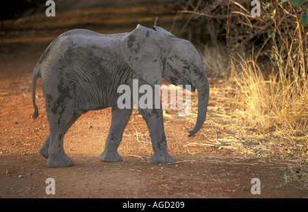 Sambia Afrika South Luangwa Nationalpark junger Elefant hervorgehoben durch Abendlicht Stockfoto