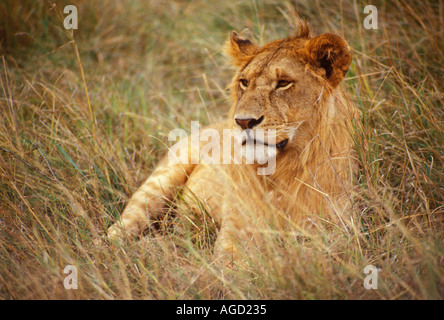 Löwe "Panthera Leo" Kenia Afrika Stockfoto