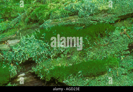 Moos auf gefallene Holz UK Stockfoto