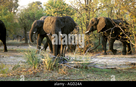 Sambia Afrika Mosi Oa Tunya Nationalpark Elefanten kreuzen Stockfoto