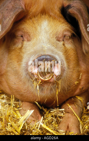 Oxford Sandy und einem traditionellen schwarzen Schwein züchten Wales UK Stockfoto