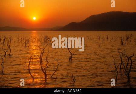 Wipfel der Bäume ragt aus Lake Kariba an der Grenze Simbabwe Sambia Stockfoto