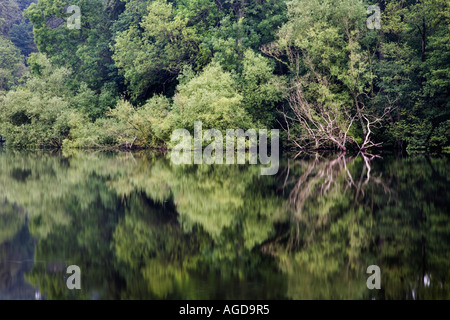 Schöne Spiegelungen im Colemere von Llangollen Kanal in der Nähe von Ellesmere Shropshire, England Stockfoto