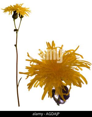 Mehrjährige Sowthistle ganze Pflanze und Makro Flowerhead Surrey England Juli Stockfoto