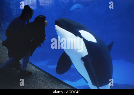 Zwei Frauen kleben und küssen mit Killer whale Orcinus Orca in Sea World in San Diego Stockfoto