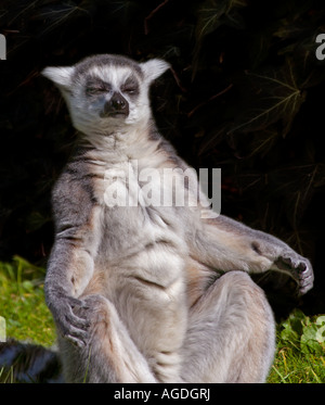 Ring Tailed Lemuren (Lemur Catta) sitzen in der Sonne, in einer Pose, die ähnlich wie jemand meditieren Stockfoto