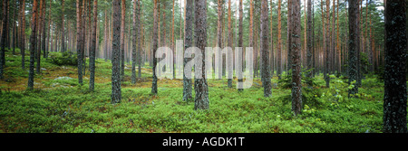 Landwirtschaft-Kiefernwald in Uppland, Schweden Stockfoto