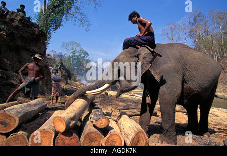 Myanmar, Bago Yoma Berge, Elefanten tragen Holzscheit Stockfoto