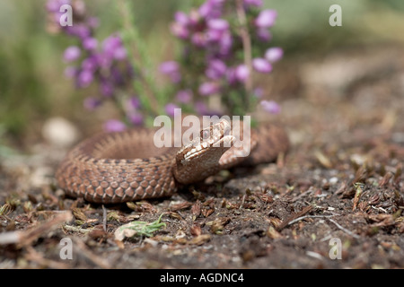 Kreuzotter Vipera berus Sonnenbaden auf Heide Stockfoto