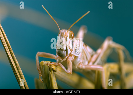 Desert Locust Schistocerca gregaria Stockfoto