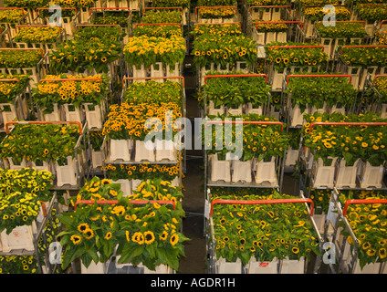 Pflanzen und Blumen auf Rollwagen in Aalsmeer Bloemenveiling verschoben werden Stockfoto