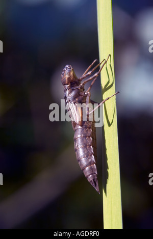 Exuvia gemeinsame Darter Libelle auf einen Reed-Stamm in einem Garten von Surrey Stockfoto