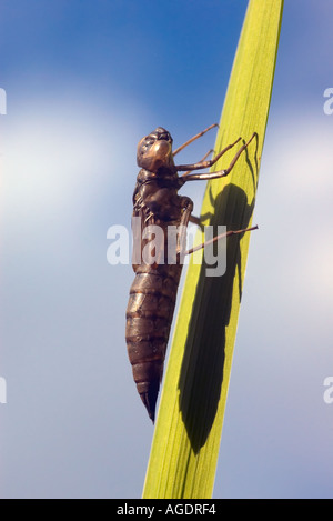 Exuvia gemeinsame Darter Libelle auf einen Reed-Stamm in einem Garten von Surrey Stockfoto