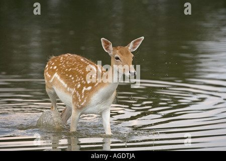 Damhirschen Cervus Dama Doe waten Stockfoto