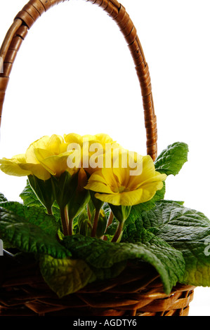 Nahaufnahme der gelbe Primeln in einem geflochtenen Korb Stockfoto