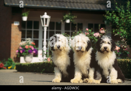 drei Bobtail Hundewelpen - sitzen vor Haus Stockfoto