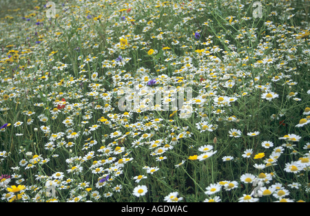 Wildblumenwiese im Eden Projekt Cornwall Stockfoto