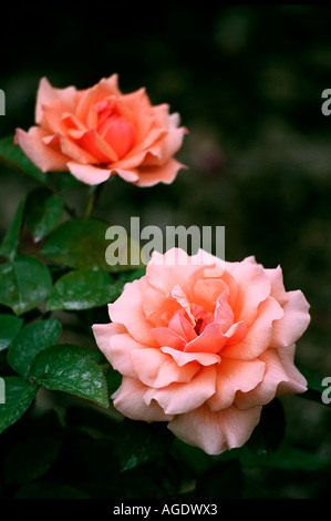 Zwei leichte rote Rosen mit Tau fällt Stockfoto
