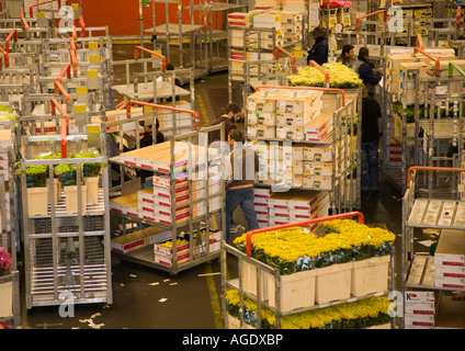 Pflanzen und Blumen auf Rollwagen in Aalsmeer Bloemenveiling verschoben werden Stockfoto