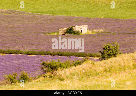 Frankreich Provence Sult Bereich Lavendel Felder Stockfoto