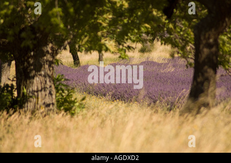 Frankreich Provence Sult Bereich Lavendel Felder Stockfoto