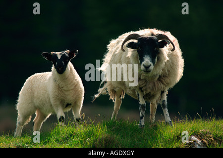 Black-faced Schaf weibliche Schaf und Lamm Stockfoto