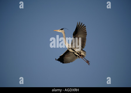 Graureiher (Ardea Cinerea) Stockfoto