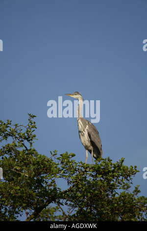 Graureiher (Ardea Cinerea) juvenile Stockfoto