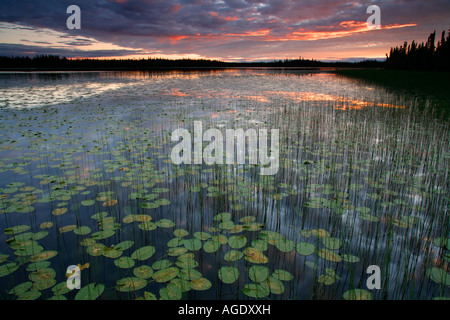 Deadman See Tetlin National Wildlife Refuge Alaska Stockfoto