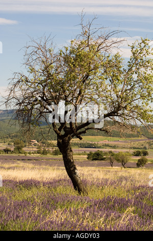 Frankreich Provence Sult Bereich Lavendel Felder Stockfoto