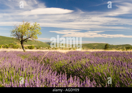 Frankreich Provence Sult Bereich Lavendel Felder Stockfoto