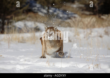 PUMA/Cougar (Felis Concolor) Stockfoto