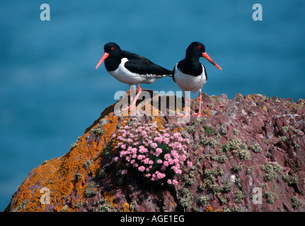 Oyster Catcher auf dem Pembrokeshire Insel Skokholm Stockfoto