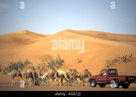 Beduinen in einem Toyota Pick-up Aufrundung seinen Kamelen in die Dünen der Wüsten von Dubai Stockfoto