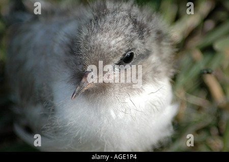 Artic Tern Küken auf Farne Islands Stockfoto