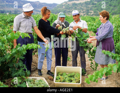 Fünf Arbeiter sammeln Trauben während der Erntezeit in der Region Rioja in Spanien Stockfoto