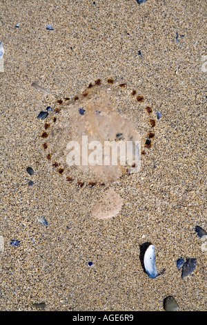 Quallen angespült am Strand Wales UK Stockfoto