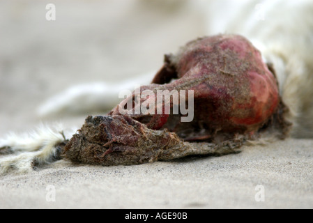 Tote Grey Seal Pup am Strand Stockfoto