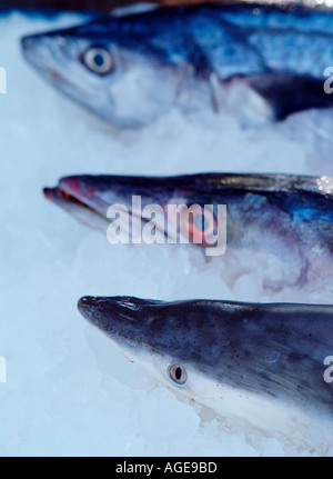 Fische drei Fische Köpfe Fisch Meeresfrüchte Kopf roh frisches Eis auf Eis Eis kalt Restaurant Thai Thailand Reisen Tourismus in Südostasien Stockfoto