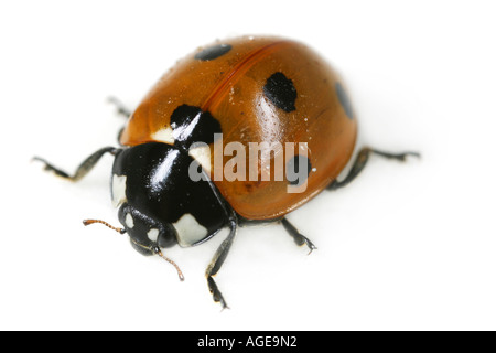 Nahaufnahme von den sieben Spotted Marienkäfer Coccinella Septempunctata, auf weißem Hintergrund Stockfoto