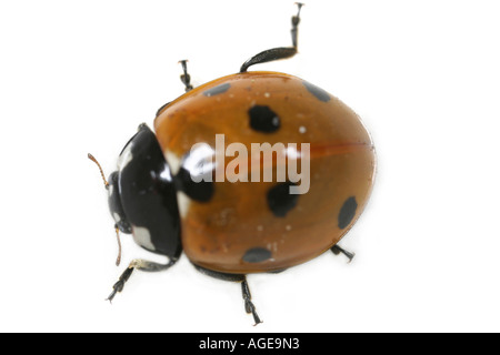 Nahaufnahme von den sieben Spotted Marienkäfer Coccinella Septempunctata, auf weißem Hintergrund Stockfoto