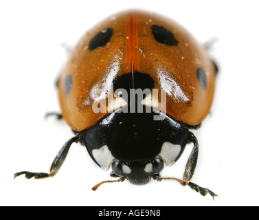 Nahaufnahme von den sieben Spotted Marienkäfer Coccinella Septempunctata, auf weißem Hintergrund. Fahren auf Sicht Stockfoto