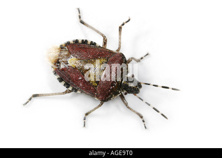 Schlehe Bug, Dolycoris Baccarum auf weißem Hintergrund Stockfoto