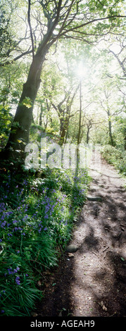 Wald-Pfad im Frühling mit Glockenblumen Stockfoto