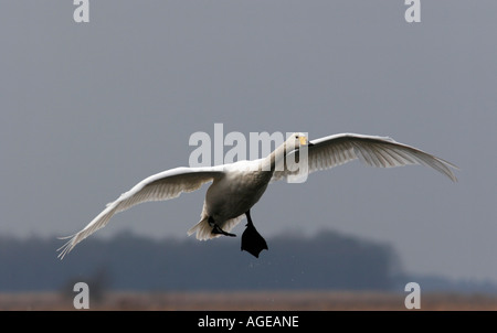 Singschwan im Flug Stockfoto