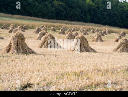 Stooks in Getreide thatching Reed. Stockfoto