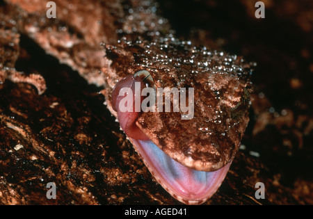 Nördlichen Blatt tailed Gecko Phyllurus Cornutus Reinigung Gesicht mit Zunge tropischen Regenwald Australien Stockfoto