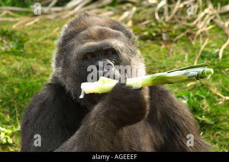 Romina eine weibliche Westlicher Flachlandgorilla im Bristol Zoo Gardens, die erfolgreiche Operation zur Wiederherstellung ihrer Blick England UK Stockfoto